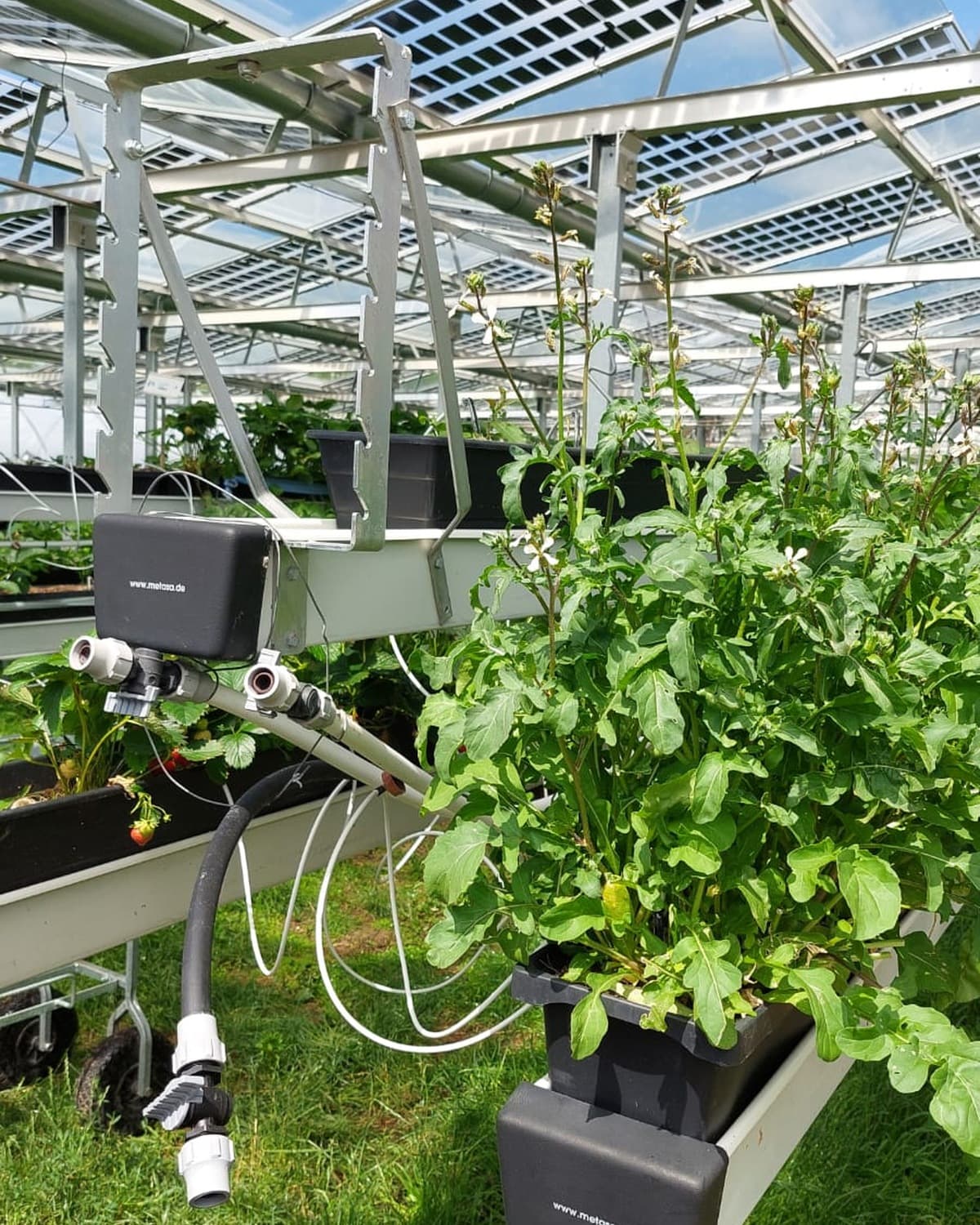 Crop water needs